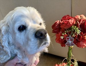 GeoDog, TB, and roses