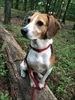 Zoey the Beagle!