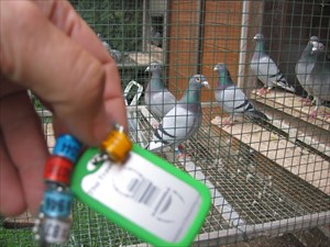 5 racing pigeon rings from Austria