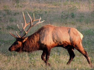 An Arkansas Elk photo by backcountrytrack