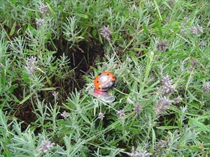 Ladybug resting in some Norfolk Lavender