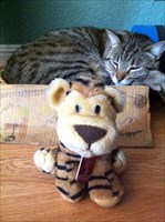 Stripy and Tiger