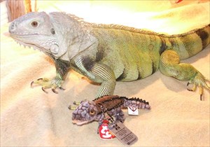 Odie the Iguana and Crocs Rules TB