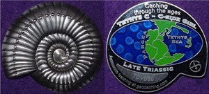 Ammonite - Late Triassic