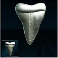 Shark Tooth Geocoin