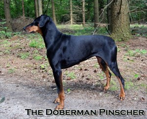 The Doberman Pinscher is on the hunt.