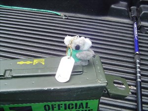 Koala sitting on top of his first Cache