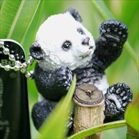 Fu Ban der Panda