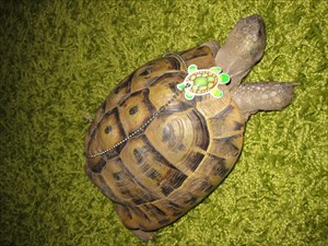 Mein Turtle