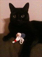 Minx and Her Mouse