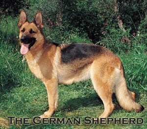 The German Shepherd is on the hunt.