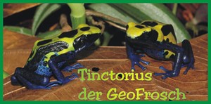 TINCTORIUS, der GeoFrosch