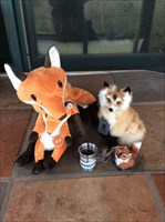 Tincup Chillin&#39; with the Foxes!