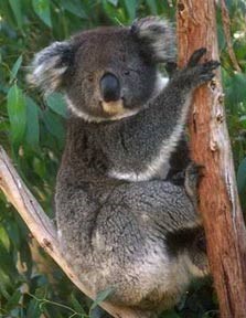 koala_about_us