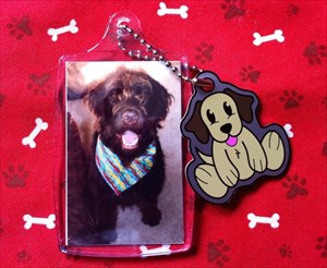 Darcy Doodle at home with his Cachekinz travel tag