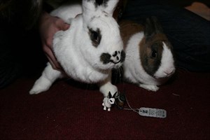 my rabbits and the Travel bug