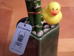 Ducky and his bamboo plant at home!