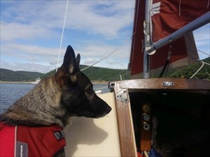 Sailing dog