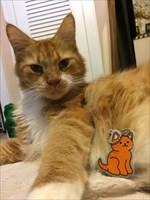 The original little orange kitty! 