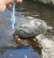 Blue Crocodile meets Kanalligator
