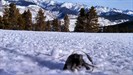 snow turtle in Colorado very far from home