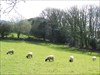 Sheep grazing near to the cache