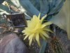 Enjoying a cactus bloom
