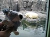 Snowy Junior visits a real polar bear