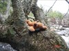Maui climbing a tree