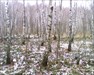 Birch Forest Birkenhain