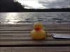 Duckie at Strålsjön...