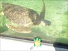 Visiting with a real-life sea turtle in San Diego!