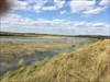 RSPB nature reserve Canvey Marshes where TB found