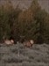 Oops those were sheep not elk Log image uploaded from Geocaching® app