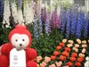 Larry at chelsea flower show