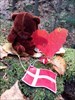 Flag in forrest with a bear