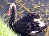 Swan at Lake Herdsman