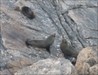 4 Kang Isl Fur Seals