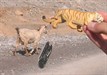 Tiger with a goat in Oman