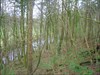 Lambroughton woods, Ayrshire, Scotland. This is the view from the general area of the Lambroughton March cache. That&#39;s the Annick Water at the bottom.