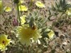Lady bug in the flower JTNP