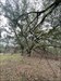 Nice live oaks of coastal ga Log image uploaded from Geocaching® app