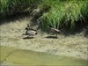 Des canards sur le petit canal