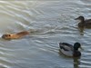 Nutria and ducks guard the travelers