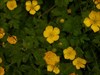 Rainforest Buttercups from the central coast of OR
