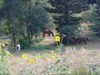 Horses and Blackeye Susan near mile 23