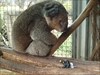 P1020422 We found a Koala...