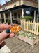 Grab coral out of a cache at Berrima. Let’s see if she can have a bigger journey than Nemo! First off to the pub for a feed ??  Log image uploaded from Geocaching® app