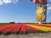Tweety by the tulips fields