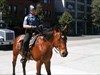 Mounted policeman in downtown Seattle